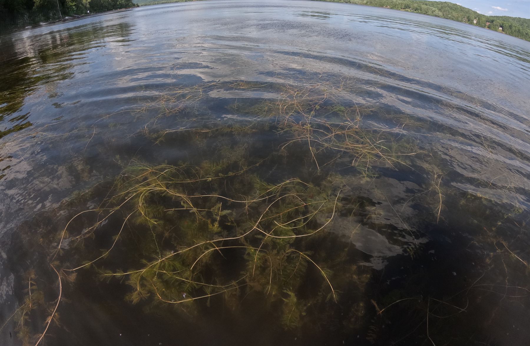 Zone envahie par le myriophylle à épis