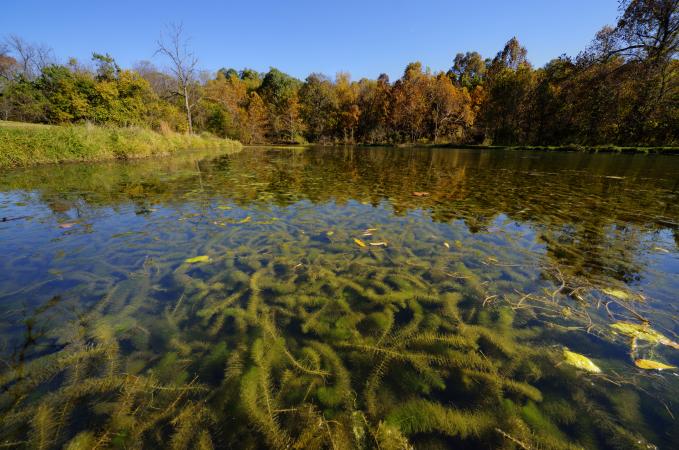 Tiges de myriophylle à épis formant un tapis dense sous la surface d'un lac